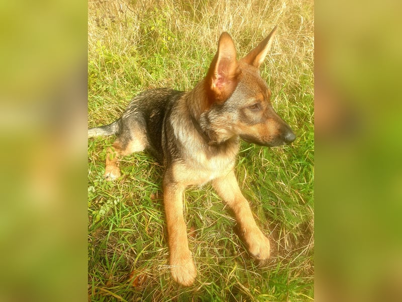 Deutscher Schäferhund Australien Shepherd