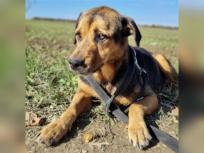 Mila ein Seelenhund