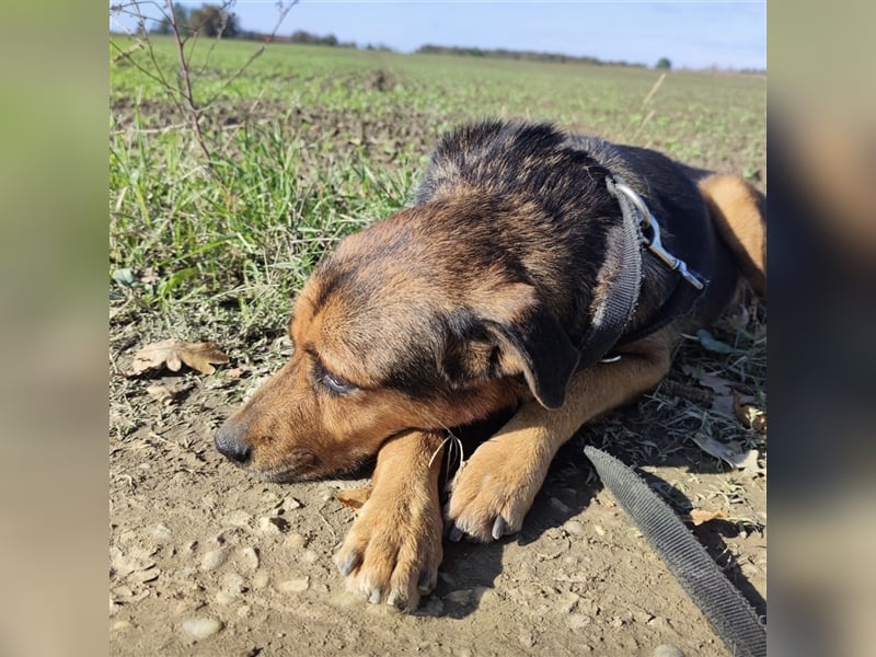 Mila ein Seelenhund