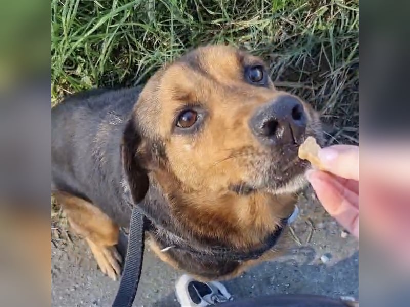 Mila ein Seelenhund