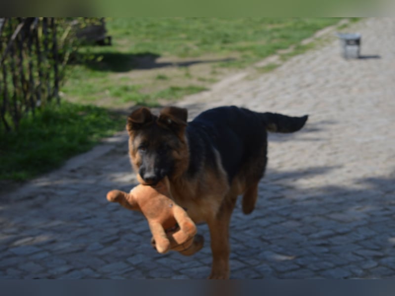 Deutsche Schäferhund Welpen aus SV/VDH Zucht