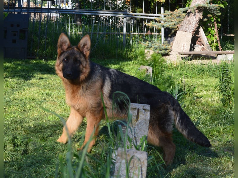 Deutsche Schäferhund Welpen aus SV/VDH Zucht