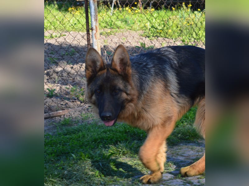 Deutsche Schäferhund Welpen aus SV/VDH Zucht