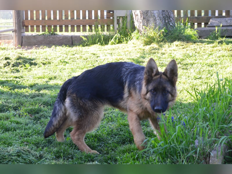 Deutsche Schäferhund Welpen aus SV/VDH Zucht