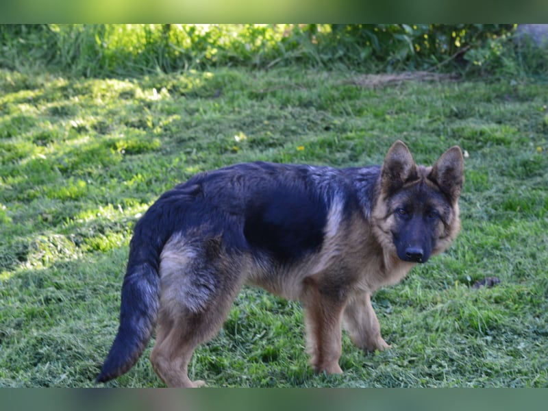 Deutsche Schäferhund Welpen aus SV/VDH Zucht