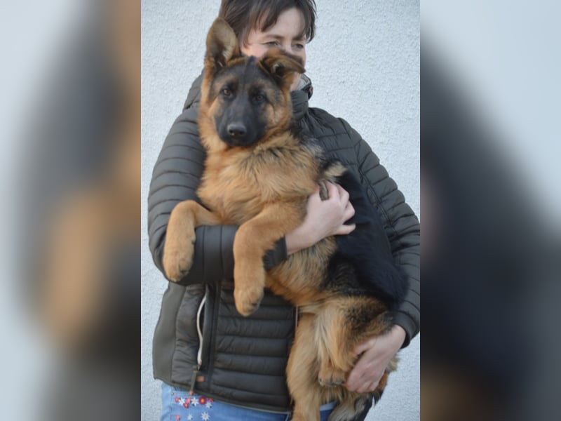 Deutsche Schäferhund Welpen aus SV/VDH Zucht
