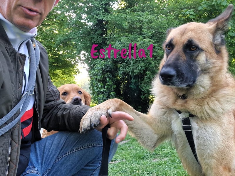 Estrella1 05/2021 (in Deutschland) - wunderschöne Deutsche Schäferhund Mix Hündin!