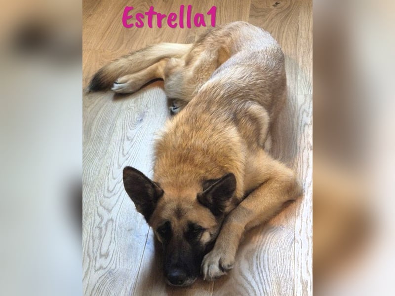 Estrella1 05/2021 (in Deutschland) - wunderschöne Deutsche Schäferhund Mix Hündin!