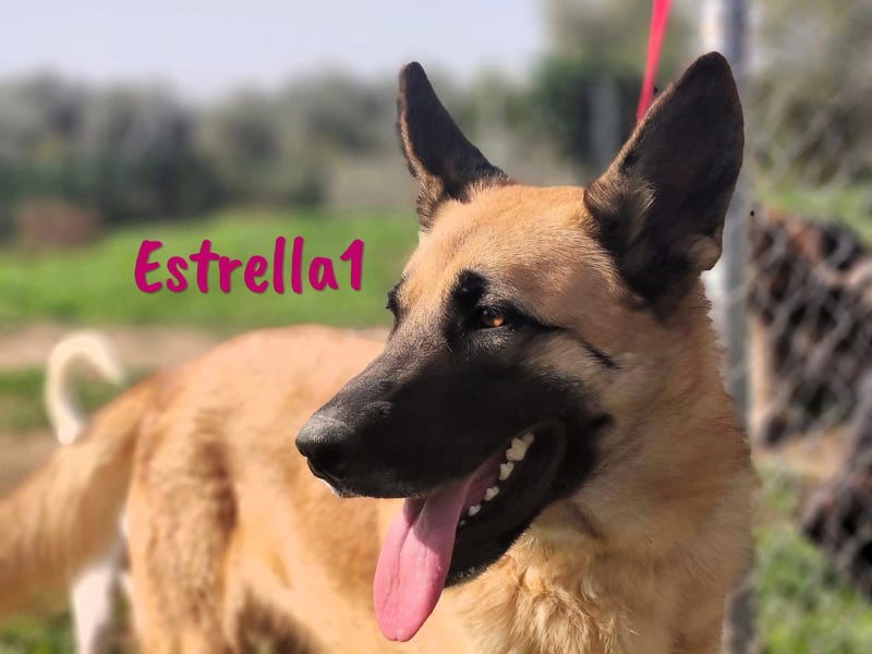 Estrella1 05/2021 (in Deutschland) - sportliche, hübsche Deutsche Schäferhund Mix Hündin!
