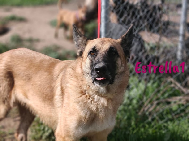 Estrella1 05/2021 (in Deutschland) - sportliche, hübsche Deutsche Schäferhund Mix Hündin!