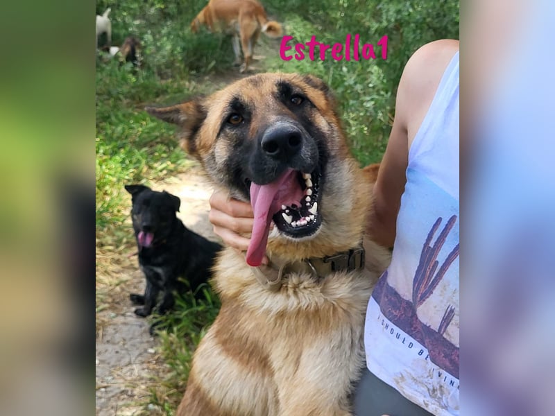 Estrella1 05/2021 (in Deutschland) - sportliche, hübsche Deutsche Schäferhund Mix Hündin!
