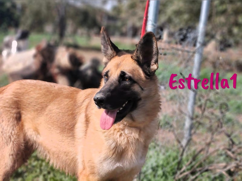 Estrella1 05/2021 (in Deutschland) - sportliche, hübsche Deutsche Schäferhund Mix Hündin!