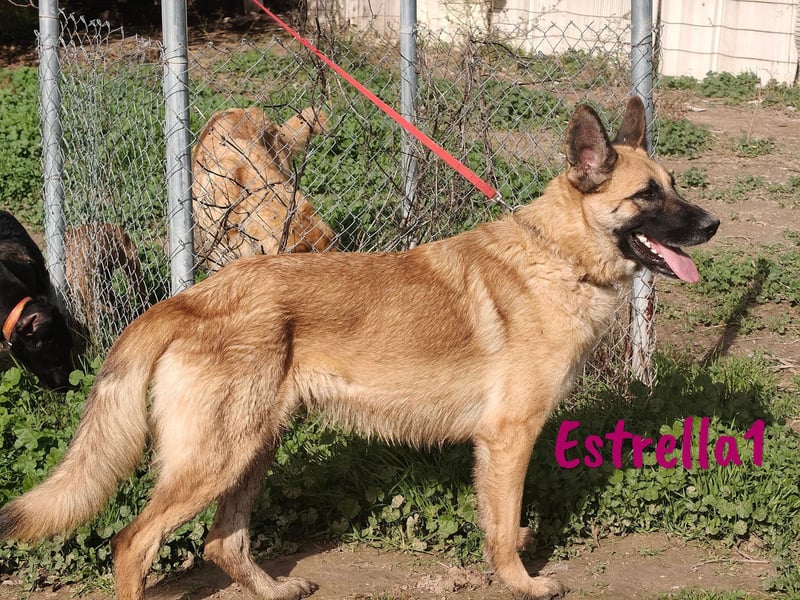 Estrella1 05/2021 (in Deutschland) - sportliche, hübsche Deutsche Schäferhund Mix Hündin!