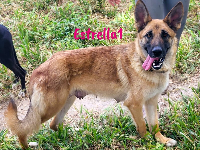 Estrella1 05/2021 (in Deutschland) - sportliche, hübsche Deutsche Schäferhund Mix Hündin!