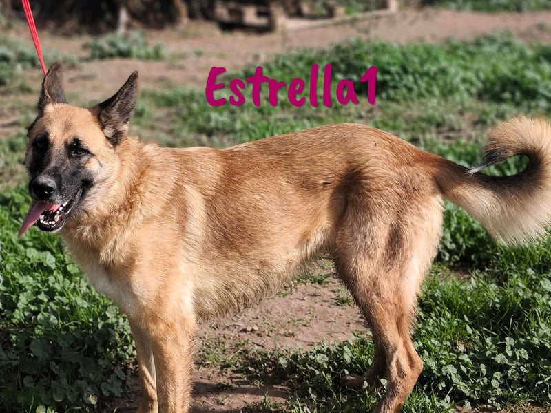 Estrella1 05/2021 (in Deutschland) - sportliche, hübsche Deutsche Schäferhund Mix Hündin!