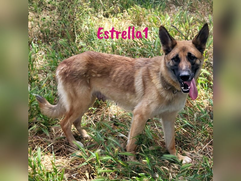 Estrella1 05/2021 (in Deutschland) - sportliche, hübsche Deutsche Schäferhund Mix Hündin!