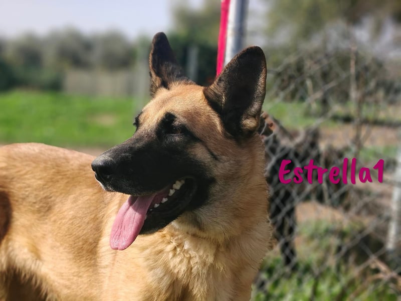 Estrella1 05/2021 (in Deutschland) - sportliche, hübsche Deutsche Schäferhund Mix Hündin!
