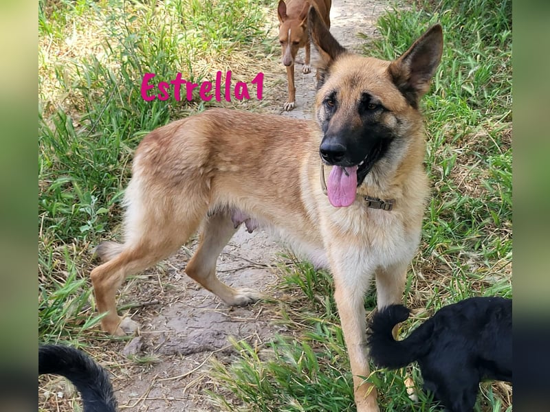 Estrella1 05/2021 (in Deutschland) - sportliche, hübsche Deutsche Schäferhund Mix Hündin!