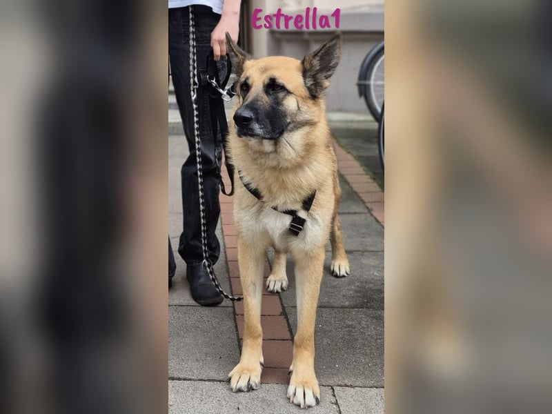 Estrella1 05/2021 (in Deutschland) - wunderschöne Deutsche Schäferhund Mix Hündin!