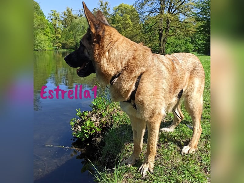 Estrella1 05/2021 (in Deutschland) - wunderschöne Deutsche Schäferhund Mix Hündin!