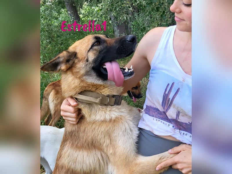 Estrella1 05/2021 (in Deutschland) - sportliche, hübsche Deutsche Schäferhund Mix Hündin!