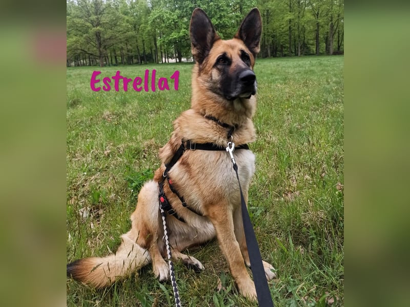Estrella1 05/2021 (in Deutschland) - wunderschöne Deutsche Schäferhund Mix Hündin!