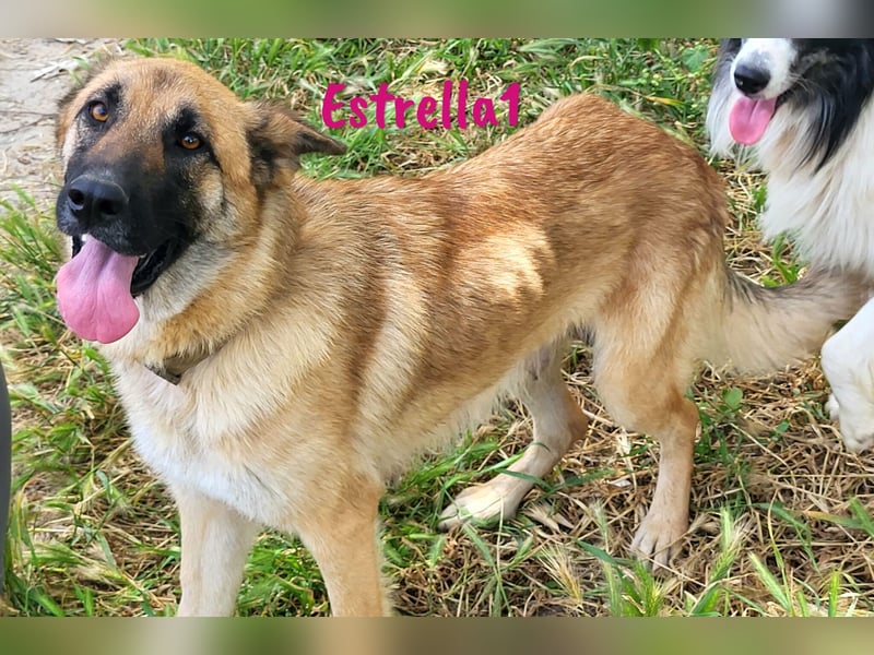 Estrella1 05/2021 (in Deutschland) - sportliche, hübsche Deutsche Schäferhund Mix Hündin!