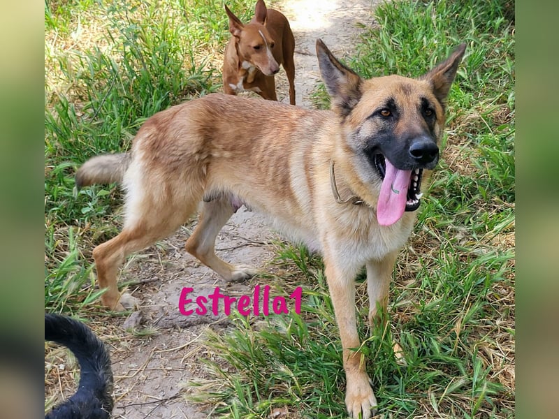 Estrella1 05/2021 (in Deutschland) - sportliche, hübsche Deutsche Schäferhund Mix Hündin!