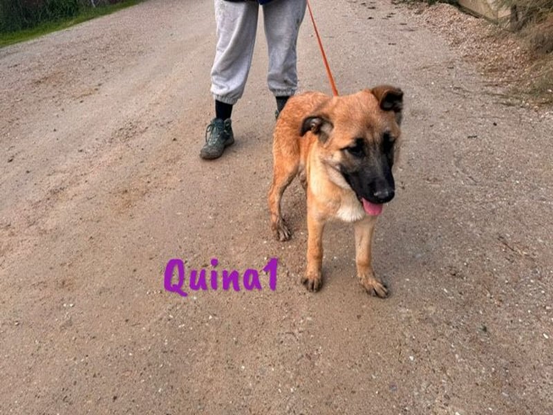 Quina1 06/2024 (ESP) - bezaubernde, aufgeschlossene & soziale Schäferhund-Mix Welpin!
