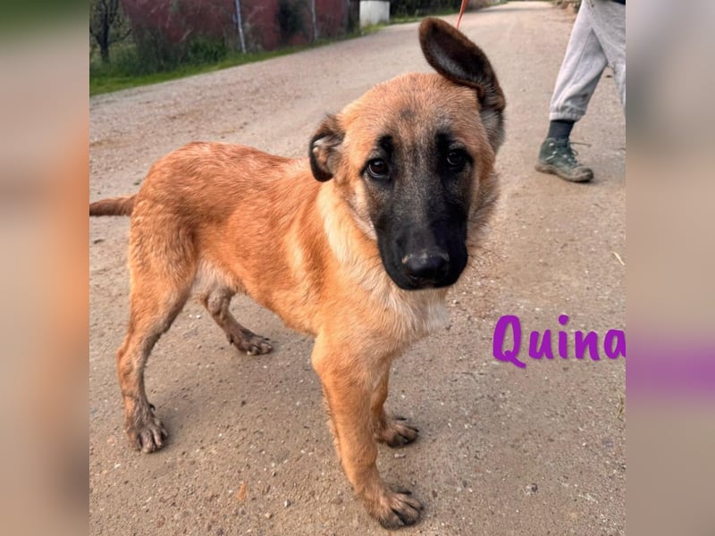 Quina1 06/2024 (ESP) - bezaubernde, aufgeschlossene & soziale Schäferhund-Mix Welpin!