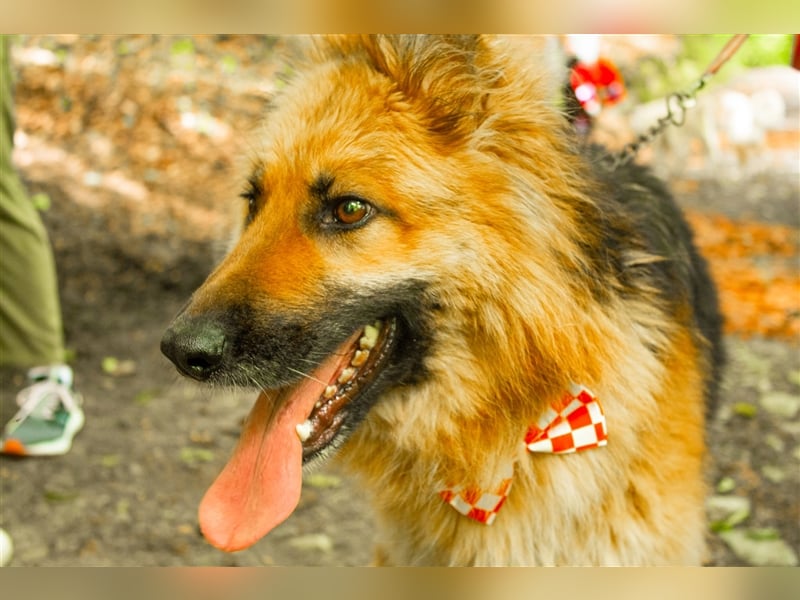 Schäferhund Dame Lora
