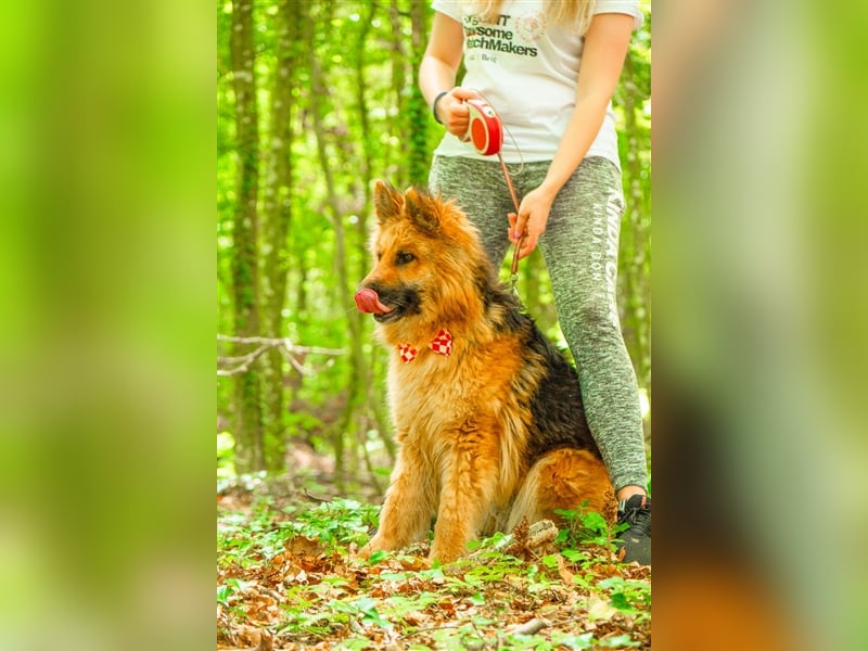 Schäferhund Dame Lora
