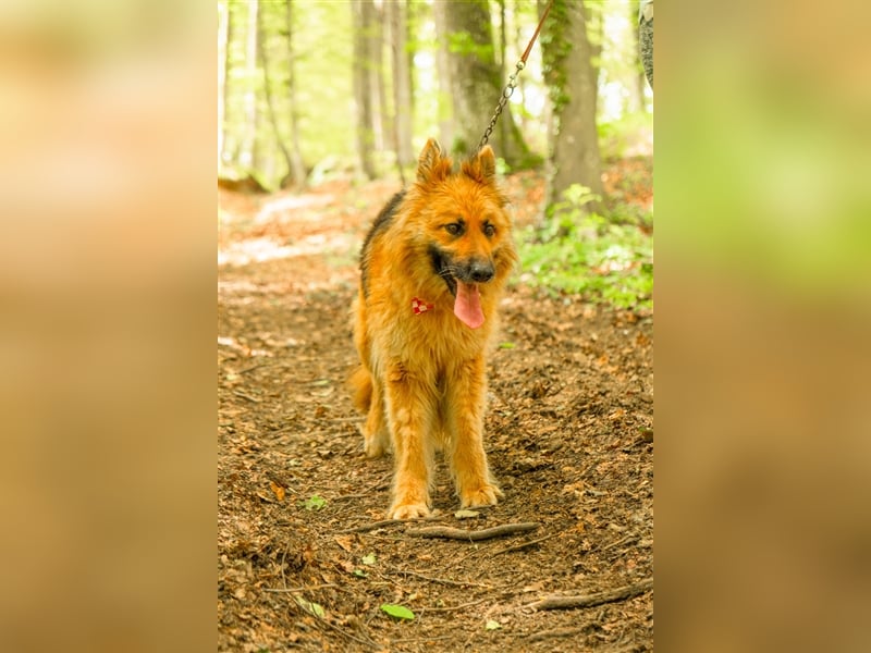 Schäferhund Dame Lora