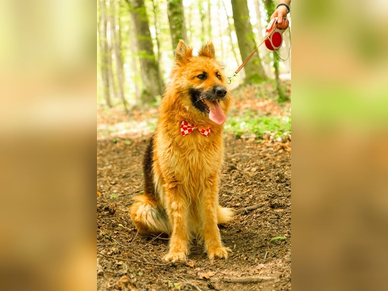 Schäferhund Dame Lora