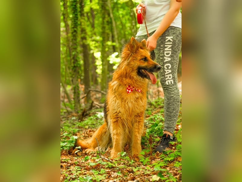 Schäferhund Dame Lora