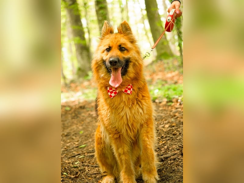 Schäferhund Dame Lora