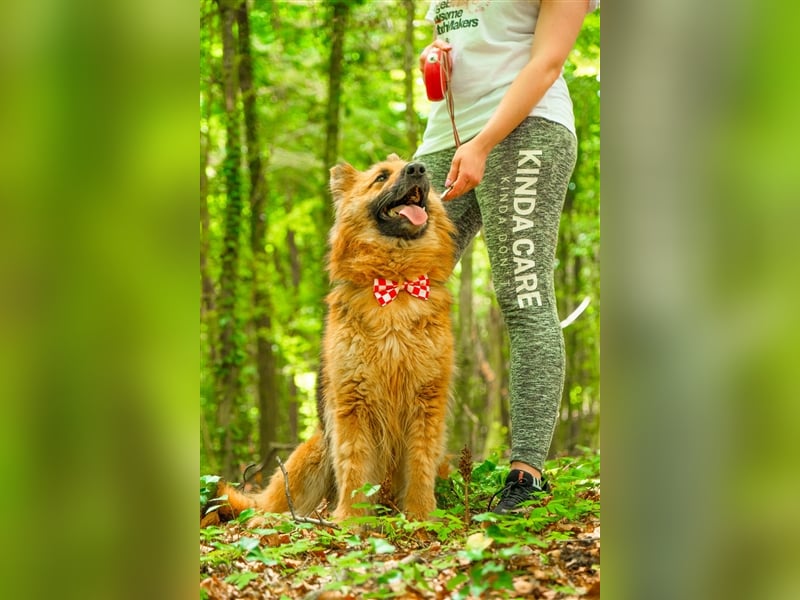 Schäferhund Dame Lora