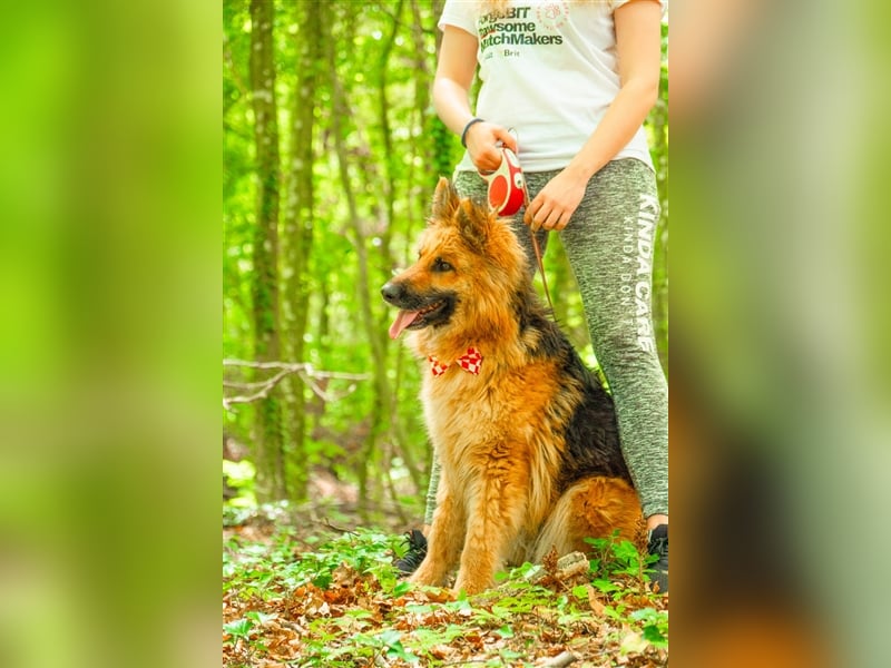 Schäferhund Dame Lora