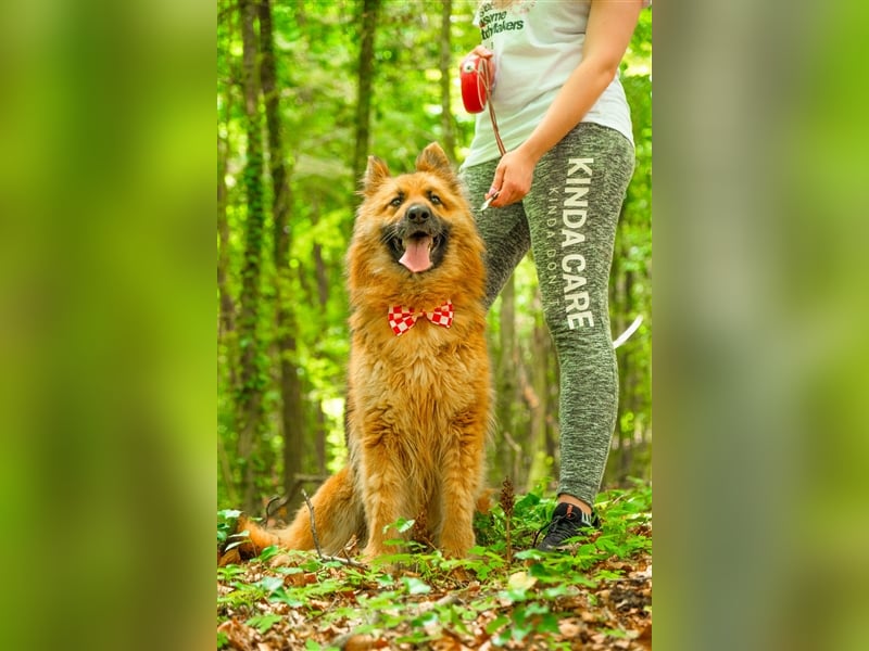 Schäferhund Dame Lora