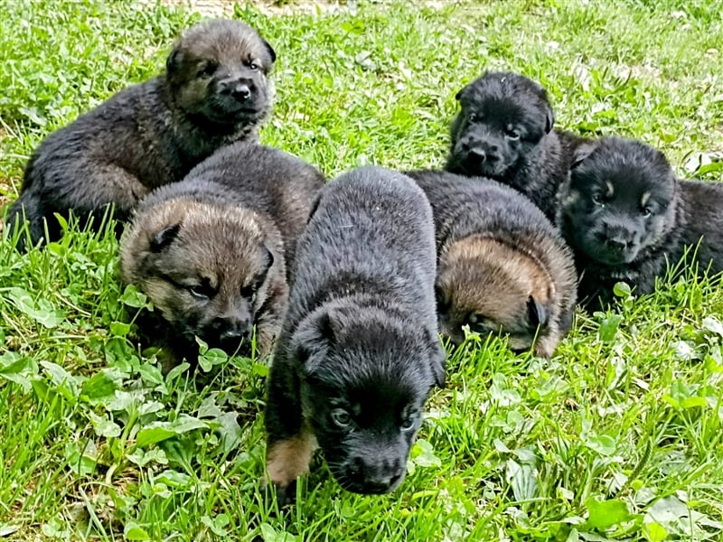 Topverpaarung Deutscher Schäferhund Welpen reinrassig Leistungslinie DDR HD/ED frei!