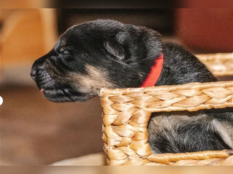 Topverpaarung Deutscher Schäferhund Welpen reinrassig Leistungslinie DDR HD/ED frei!