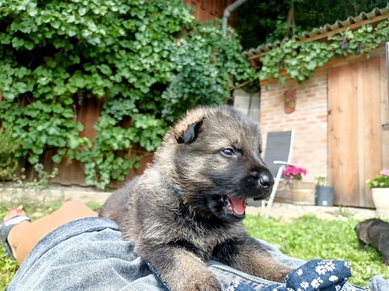 Topverpaarung Deutscher Schäferhund Welpen reinrassig Leistungslinie DDR HD/ED frei!