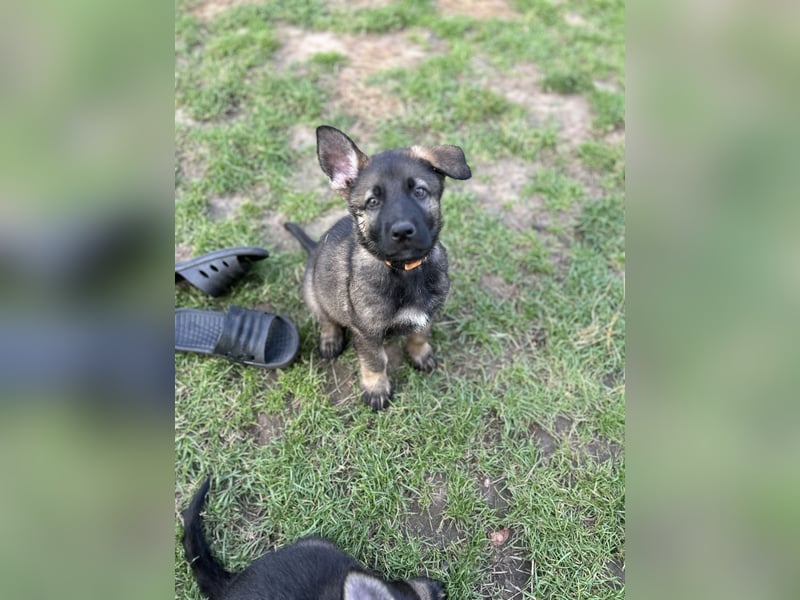 Graue Schäferhund Welpen aus Kör und Leistungszucht