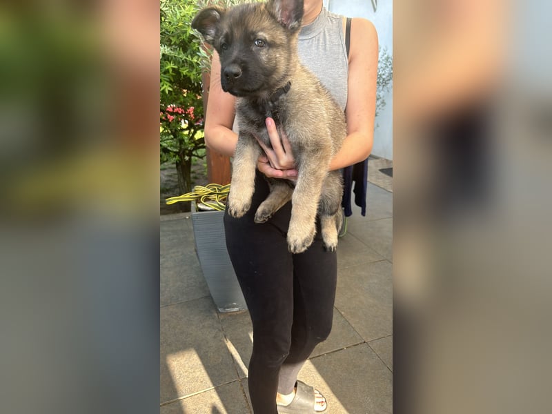 Graue Schäferhund Welpen aus Kör und Leistungszucht