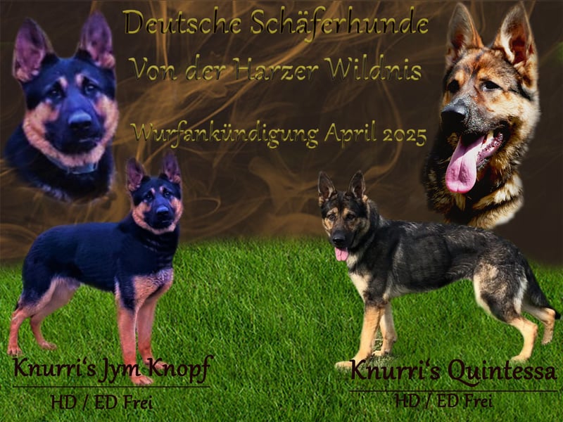 Wurfankündigung Deutscher Schäferhund DDR