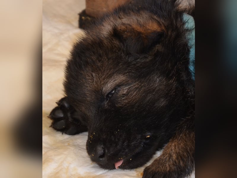 Dunkelgraue Schäferhunde aus Kör-u.Leistungzucht