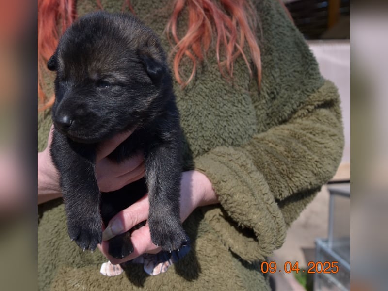 Dunkelgraue Schäferhunde aus Kör-u.Leistungzucht