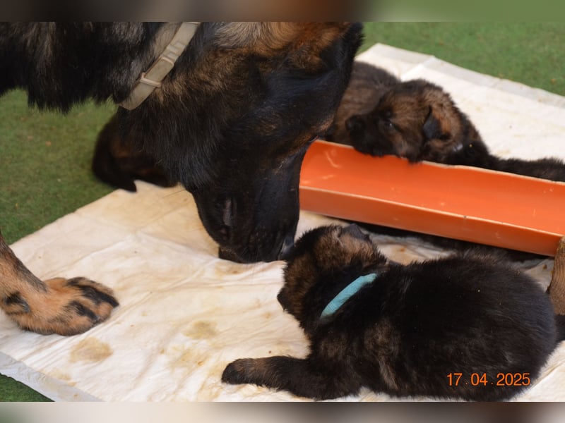Dunkelgraue Schäferhunde aus Kör-u.Leistungzucht
