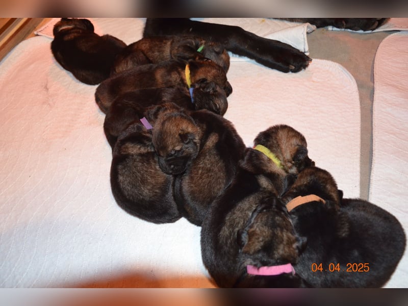 Dunkelgraue Schäferhunde aus Kör-u.Leistungzucht