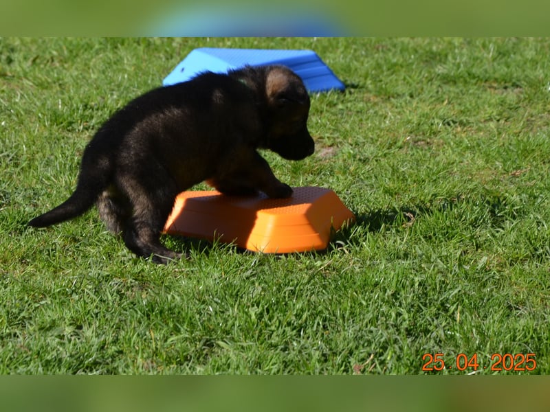 Dunkelgraue Schäferhunde aus Kör-u.Leistungzucht